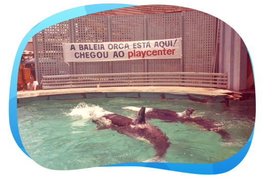 Conheça a história da maior atração do Playcenter, a Orca Show