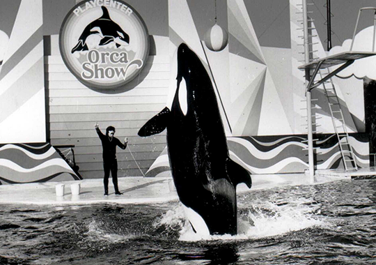 PlayOrca